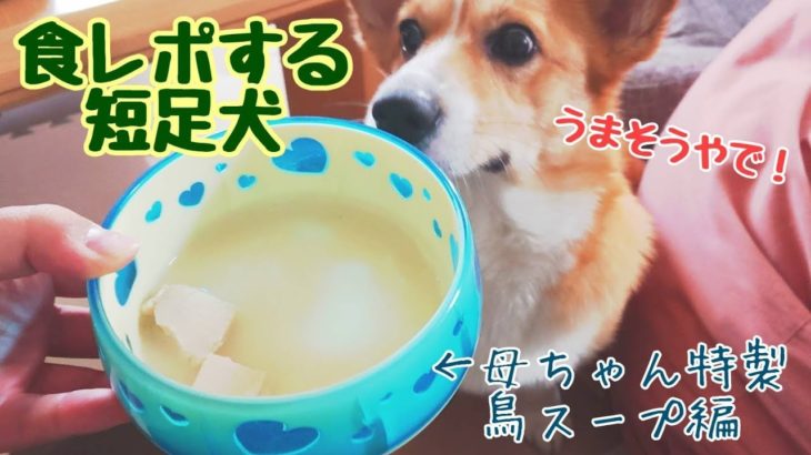 【コーギー　食レポ】鳥のスープ