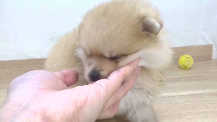 ペットプラザフレンディ　ポメラニアン　ｒ1-07-117