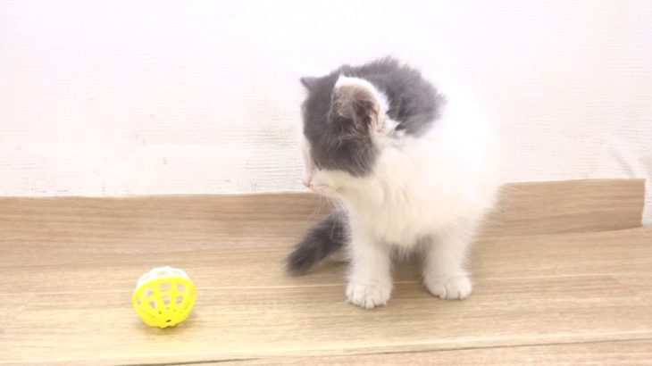 ペットプラザフレンディ　ノルウェイジャンフォレストキャット　ｒ1-07-119