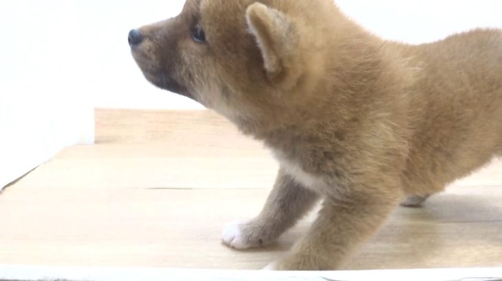 ペットプラザフレンディ　柴犬　ｒ1-07-134