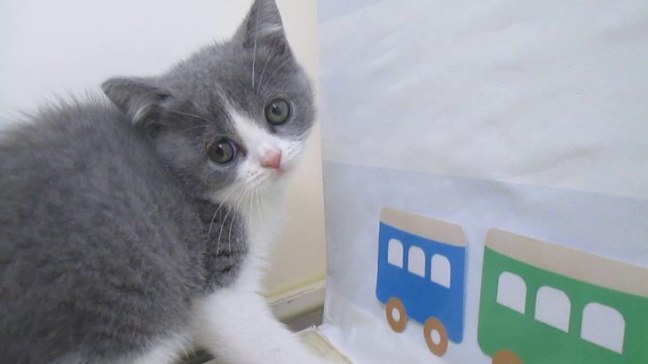 ペットショップ犬の家＆猫の里マークイズ静岡店「103616」「ブリティッシュ」