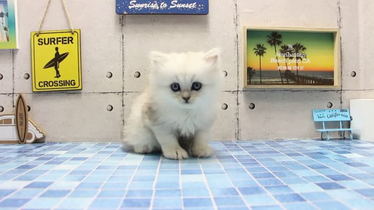 ワンラブ　名古屋市　ペットショップ　165772