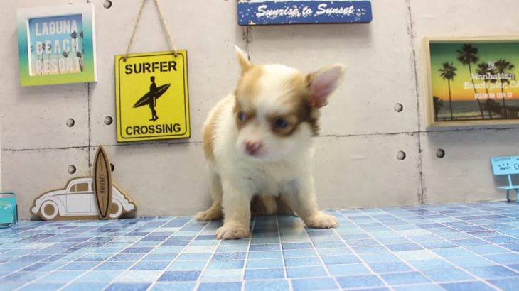 ワンラブ　名古屋市　ペットショップ　165881