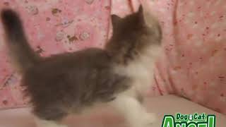 1907122 【ペットショップ エンゼル】お薦めの子犬・子猫