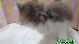 1907152  【ペットショップ エンゼル】お薦めの子犬・子猫