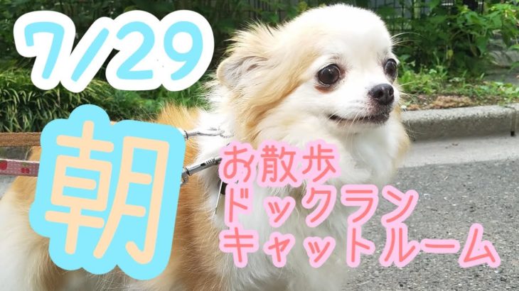 7/29朝☀️ペットホテルエアライン羽田にご宿泊中のペットちゃん達のご様子です。