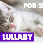 Cat lullaby for your PET ♫ music for sleep
