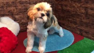 ペットショップCoo&RIKU No415784　シーズー