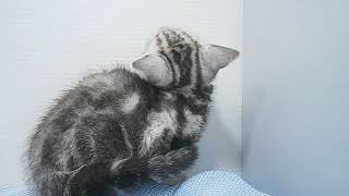 ペットショップcoo&riku No.