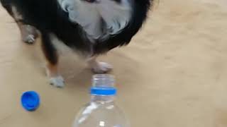 ペットボトルチャレンジ  チワワのまろ