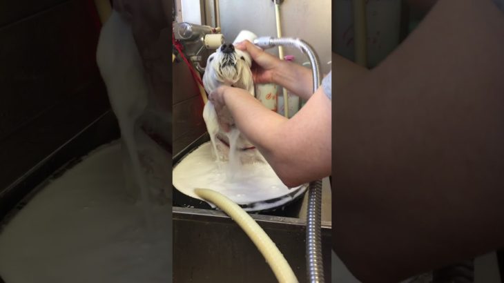 マイクロバブル【モモ】【ペットサロンわんわん】