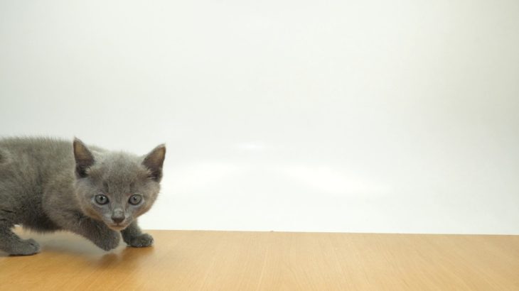 ペットの専門店コジマ