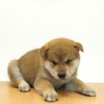 ペットの専門店コジマ