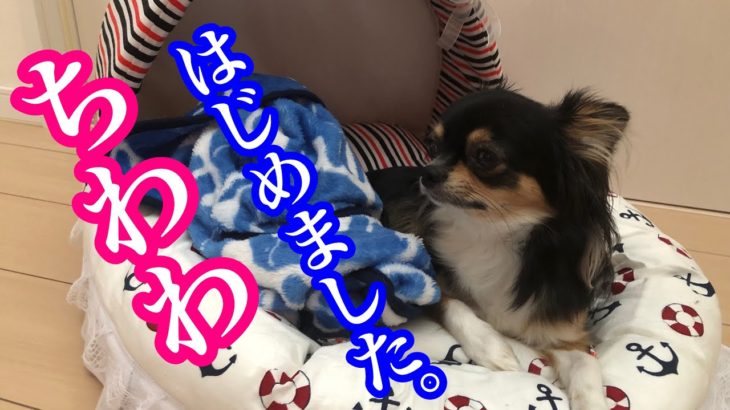 【チワワ】悩むら（チワワ）がおススメです、ペット大好き！