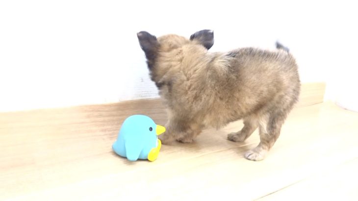 ペットプラザフレンディ　チワワ　ｒ1-08-087