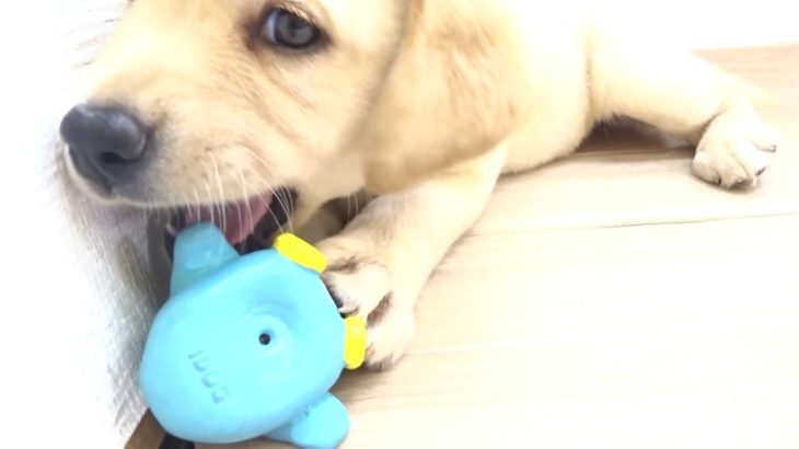 ペットプラザフレンディ　ラブラドールレトリバー　ｒ1-08-113