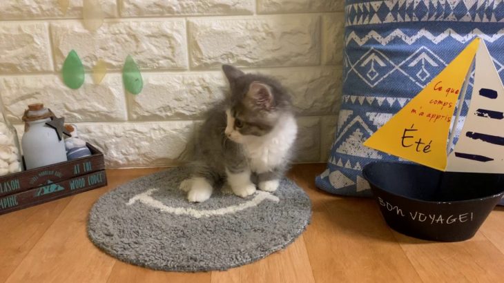 ペットショップ 犬の家 近江八幡店 「ミヌエット」「103723」