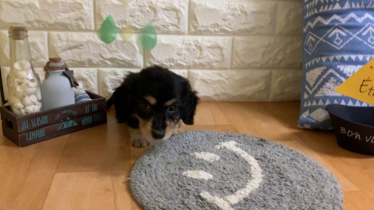 ペットショップ 犬の家 近江八幡店 「ミニチュアダックスフンド」「104028」