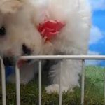 ペットショップ犬の家尼崎店　【104041】【ビションフリーゼ】