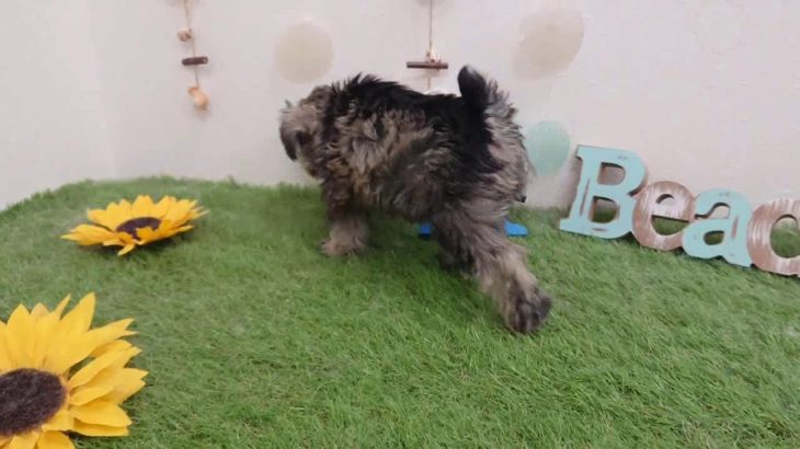 ペットショップ犬の家倉敷中庄店「ミニチュアシュナウザー」「104069」