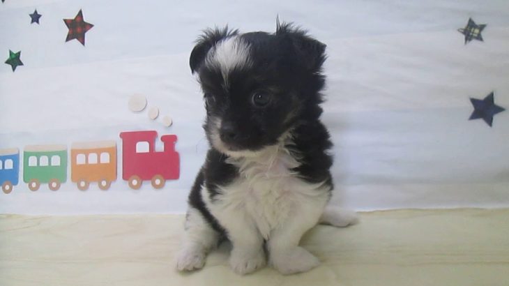 ペットショップ犬の家＆猫の里マークイズ静岡店「104146」「マルチワ」