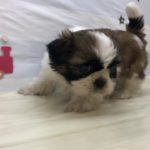 ペットショップ犬の家猫の里マークイズ静岡店「104386　シーズー」