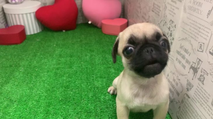 ペットショップ 犬の家 みなと店 「パグ」「104586」