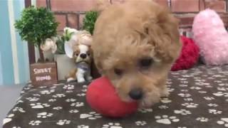 ペットショップ 犬の家 稲毛店 「トイプードル」「104612」