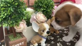 ペットショップ 犬の家 稲毛店 「ジャックラッセルテリア」「104660」