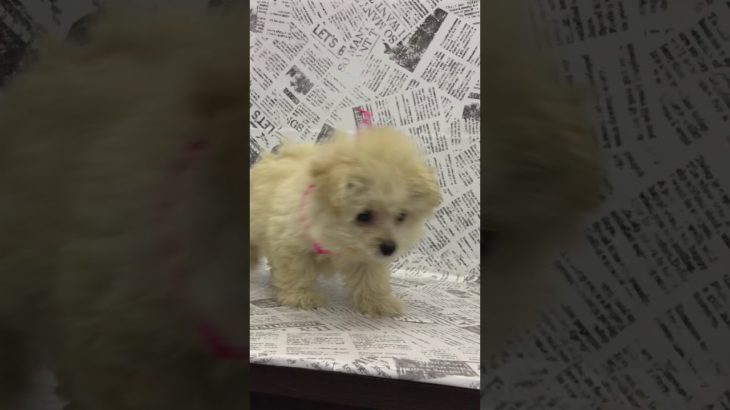 ペットショップ 犬の家 中津川店 「ポメプー♀」「104793」