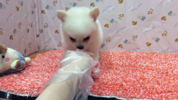 ペットショップ犬の家　港北店　ポメチワ　104908