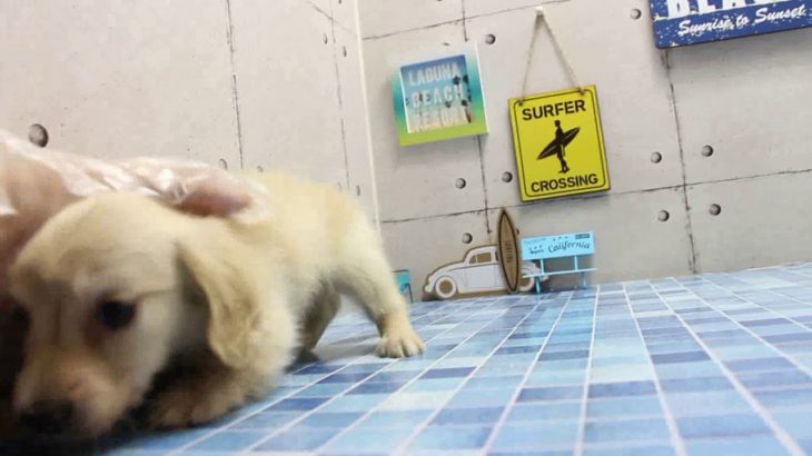 ワンラブ　名古屋市　ペットショップ　166290