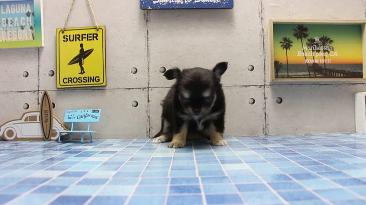 ワンラブ　名古屋市　ペットショップ　166298