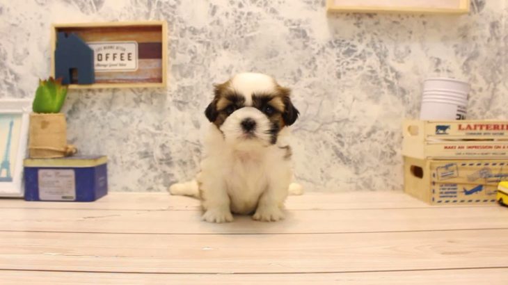 ワンラブ　名古屋市　ペットショップ　166315