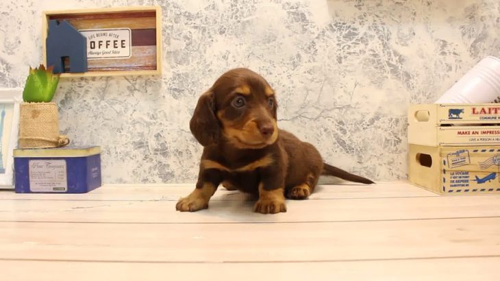 ワンラブ　名古屋市　ペットショップ　166335