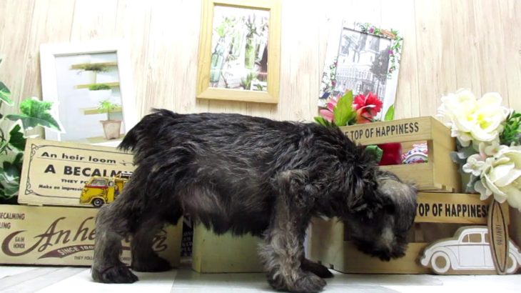 ワンラブ　ペットショップ　名古屋市　166898