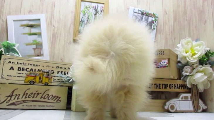 ワンラブ　ペットショップ　名古屋市　166913