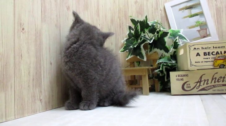 ワンラブ　ペットショップ　名古屋市　166925