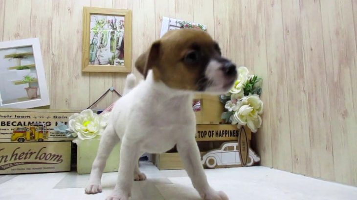 ワンラブ　ペットショップ　名古屋市　166929