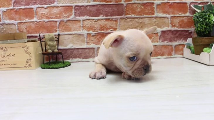 ワンラブ　名古屋市　ペットショップ　167196