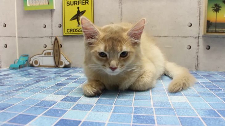 ワンラブ　名古屋市　ペットショップ　167440