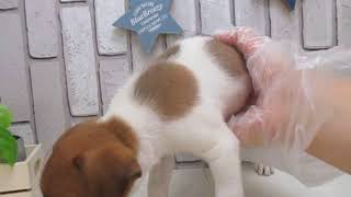 ワンラブ　ペットショップ　名古屋市　167758