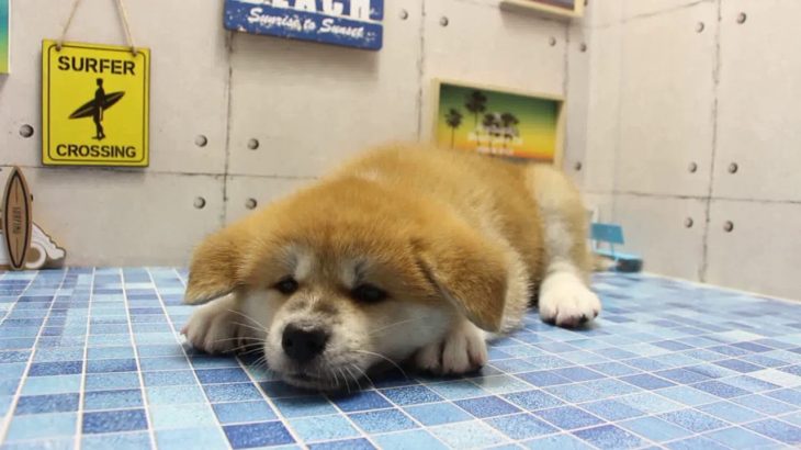 ワンラブ　名古屋市　ペットショップ　167763