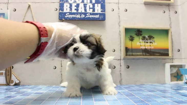 ワンラブ　名古屋市　ペットショップ　167764