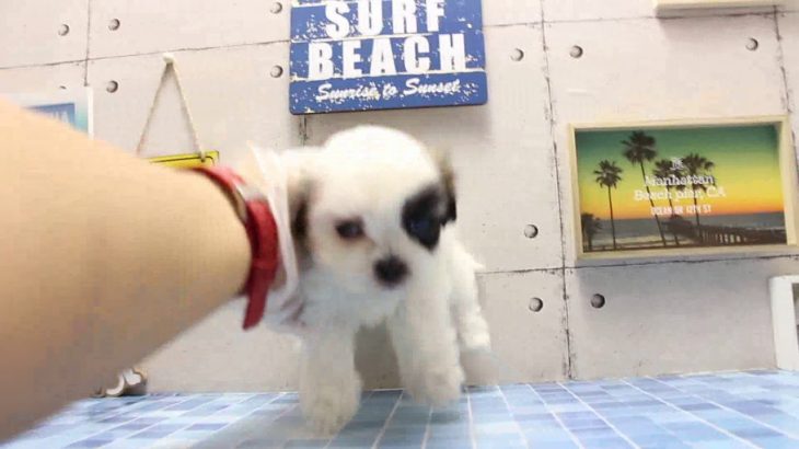 ワンラブ　名古屋市　ペットショップ　167769