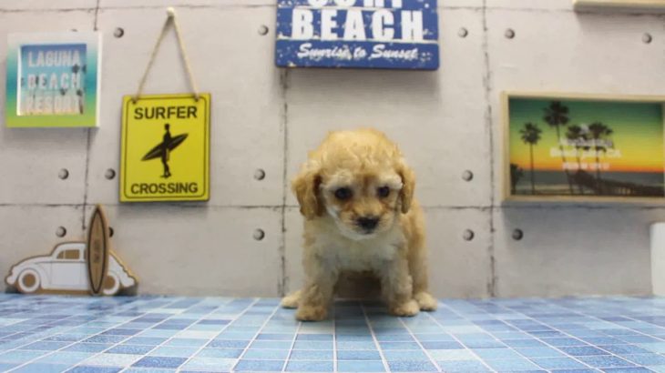 ワンラブ　名古屋市　ペットショップ　167781