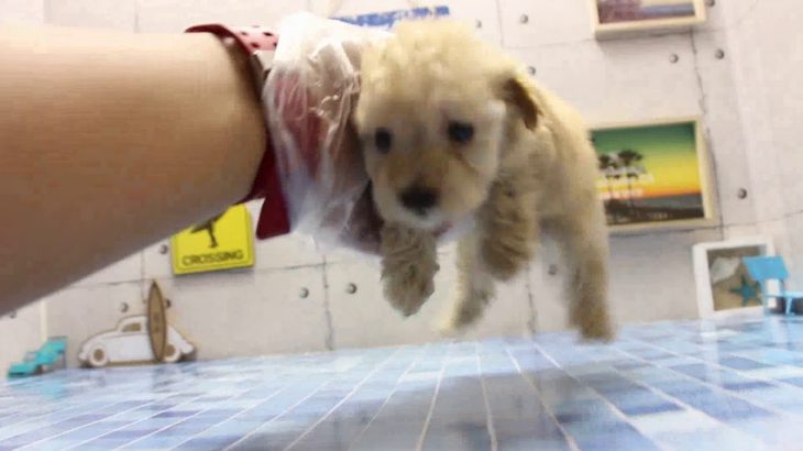 ワンラブ　名古屋市　ペットショップ　167782