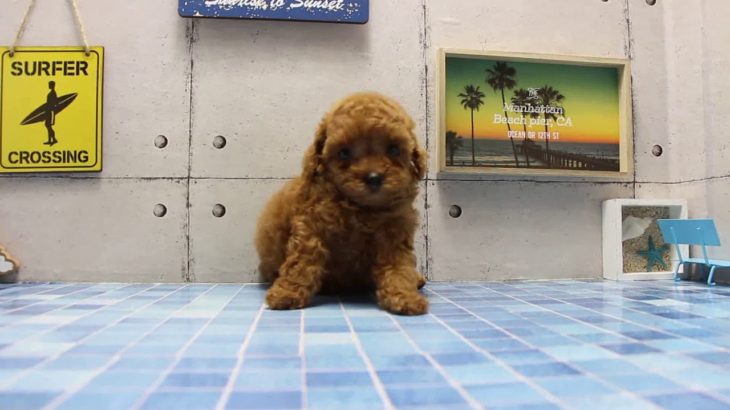 ワンラブ　名古屋市　ペットショップ　167789