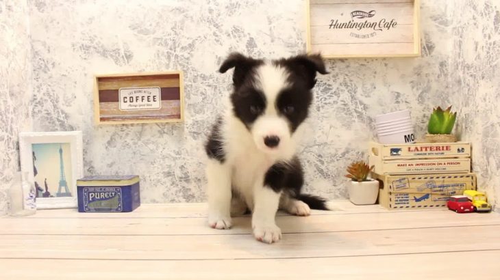 ワンラブ　名古屋市　ペットショップ　167802