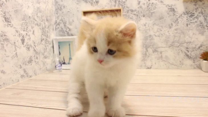 ワンラブ　名古屋市　ペットショップ　167817